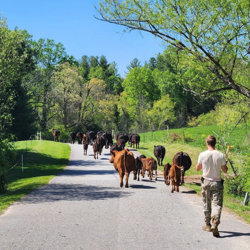 Hickory Nut Gap Farms